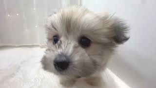 ハーフ犬の動画01