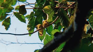 Download lagu Anakan Burung Kuricang Dewasa #burungkicau mp3