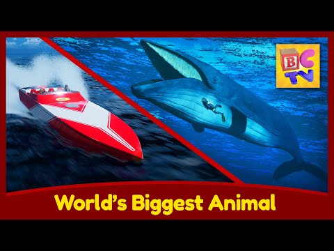 World's Biggest Animal - The Blue Whale - Sea Creatures for Kids