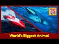 World S Biggest Animal The Blue Whale Sea Creatures For Kids
