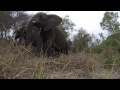 Elephant GoPro