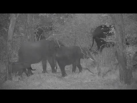 Djuma: Herd of Elephants with small ones - 21:17 - 08/02/20