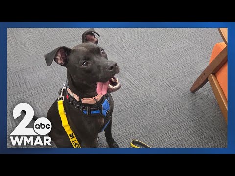 Pets on Set: Marsha - YouTube