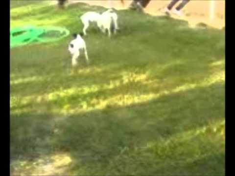 news dogs - jinetes de la bahia