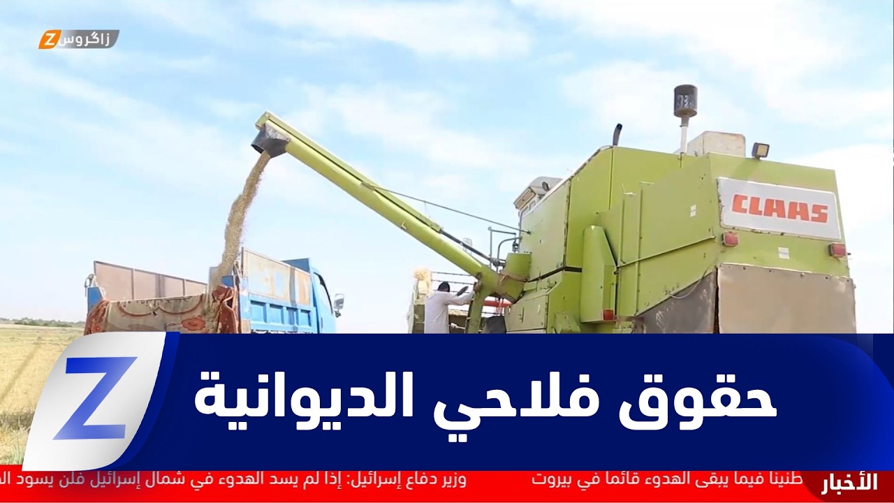 فيديو | #الديوانية.. مطالبات نيابية وشعبية بالإسراع في صرف مستحقات مزارعي الحنطة لدعم القطاع الزراعي