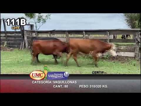 Lote 80 Vaquillonas en San Miguel, Corrientes
