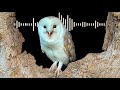 Barn Owl Sounds What Every Call Means Discover Wildlife Robert E Fuller