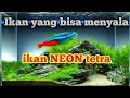5 Ikan Hias Neon Tetra