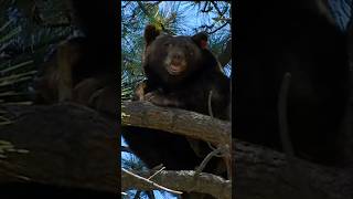 Whatcha doin' up bear? 🐻