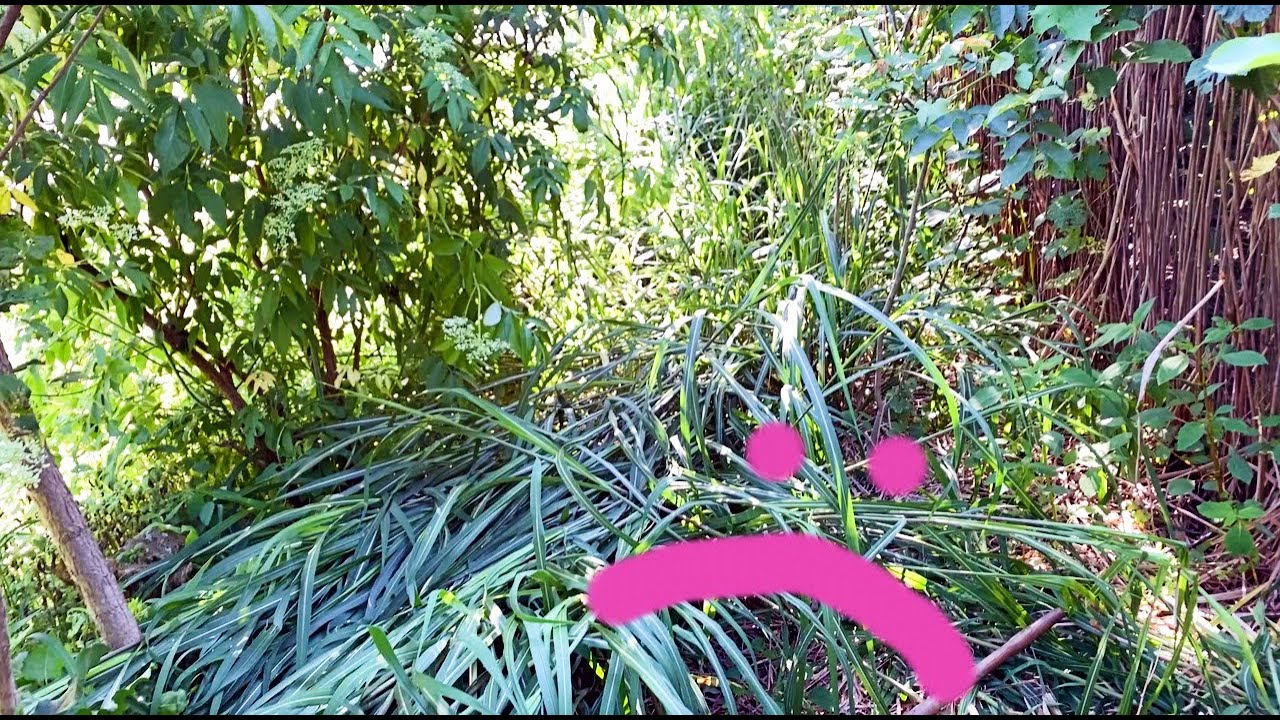 Miscanthus FAIL!? (but yields abound)