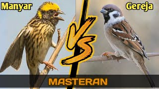 Download lagu MASTERAN TERBAIK❗BURUNG MANYAR VS BURUNG GEREJA FULL TEMBAKAN mp3 Download lagu MASTERAN TERBAIK❗BURUNG MANYAR VS BURUNG GEREJA FULL TEMBAKAN mp3