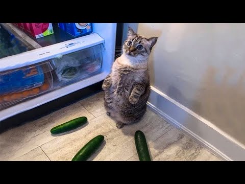 Funniest Cats 😹 - Don't try to hold back Laughter 😂 - Funny Cats Life