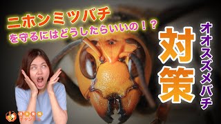 ニホンミツバチを守る！恐ろしい最強オオスズメバチの対策