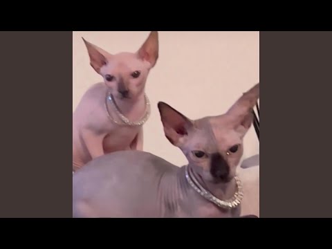 Video thumbnail for ‎holly shuffle