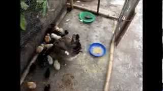 preview picture of video '2013-12-28 New Chicks at Rancho Brown Olmedo'