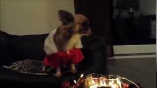 2. Advent: "Napoleon in Love"