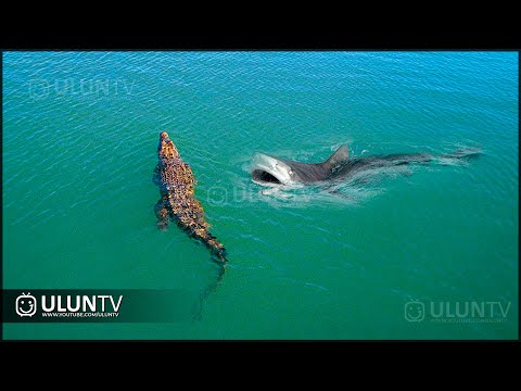 A crocodile reckless to enter the sea was finally attacked by a shark | a fight between wild animals