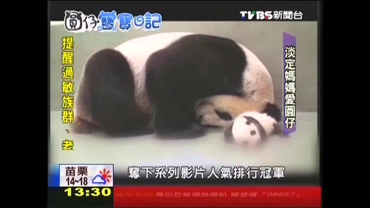 萌!圓仔成長日記 TVBS全紀錄