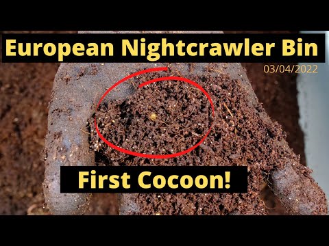 European Nightcrawlers (ENC) - First Cocoon!! 03/4/2022
