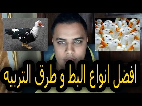 , title : 'افضل انواع البط وطرق التربية // عشاق الدواجن'