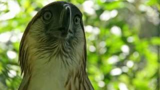 preview picture of video 'The Philippine Eagle and his Keeper'