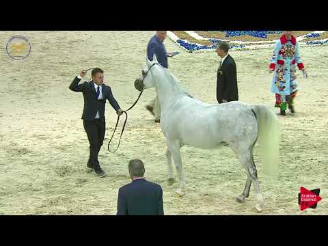 N.199 DON ANGELO SL - Dubai 2019 - Stallions 7-9 years old