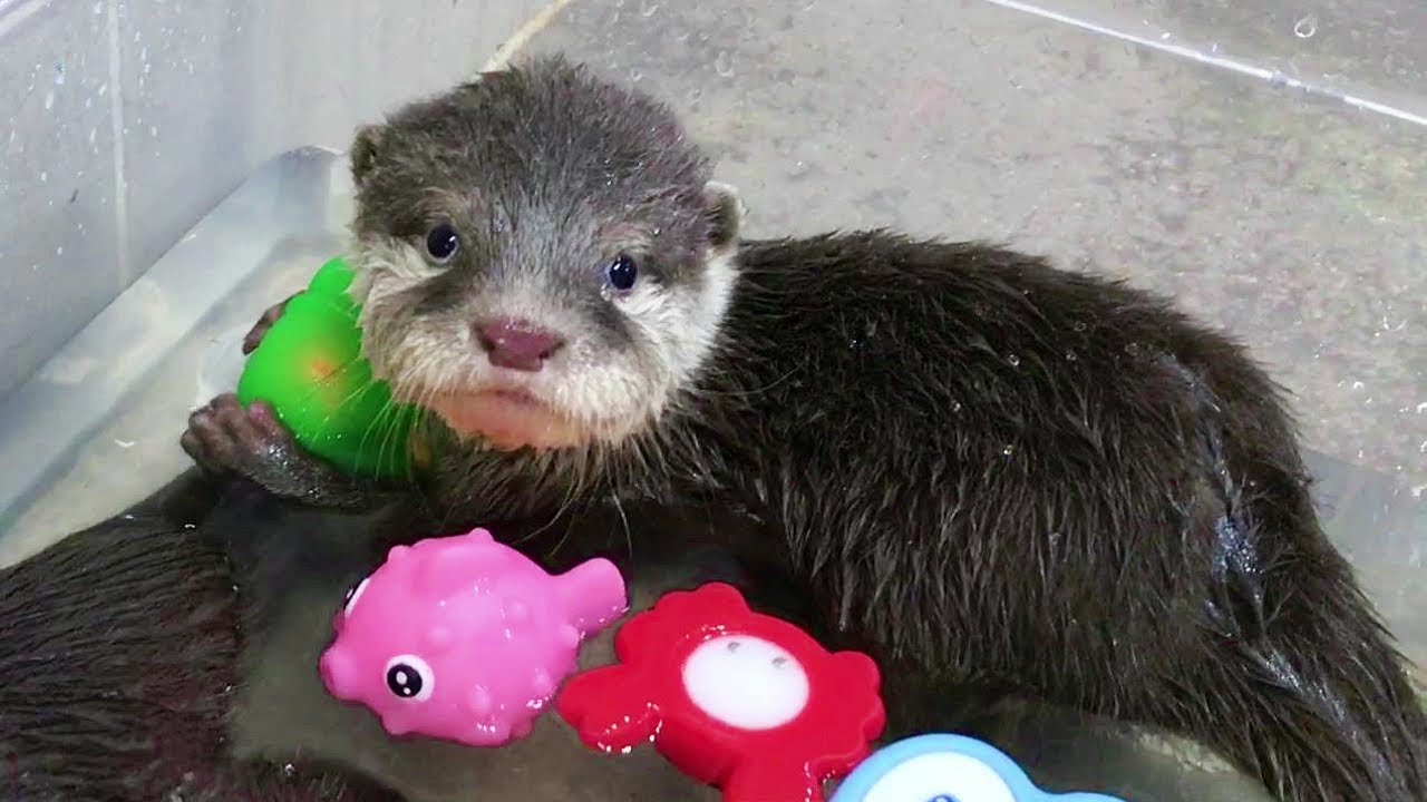 아기수달이 드디어 첫 수영을 해요! 태어나서 처음 수영 배우는 아기수달
