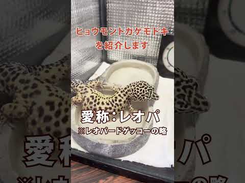 言語文化学科 【奈良大学/クラブ・サークルご紹介】生物研究会 その１ #shorts  #奈良 #奈良県
