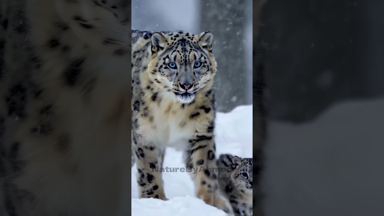 A majestic snow leopard ❄️🤍 #leopard #nature  #wildlifephotography #wallpaper   #wildlife