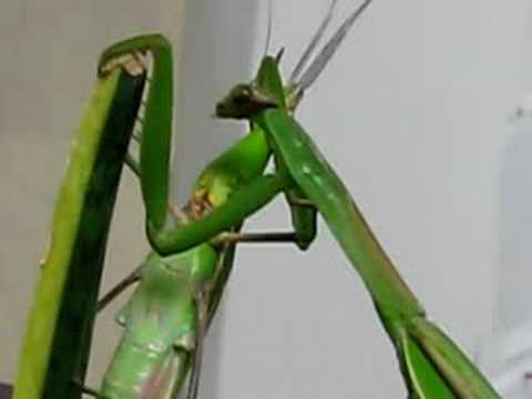 Korean Praying Mantis vs Grasshopper 1