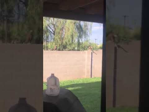Red Tail Hawk and Bunny in Arizona