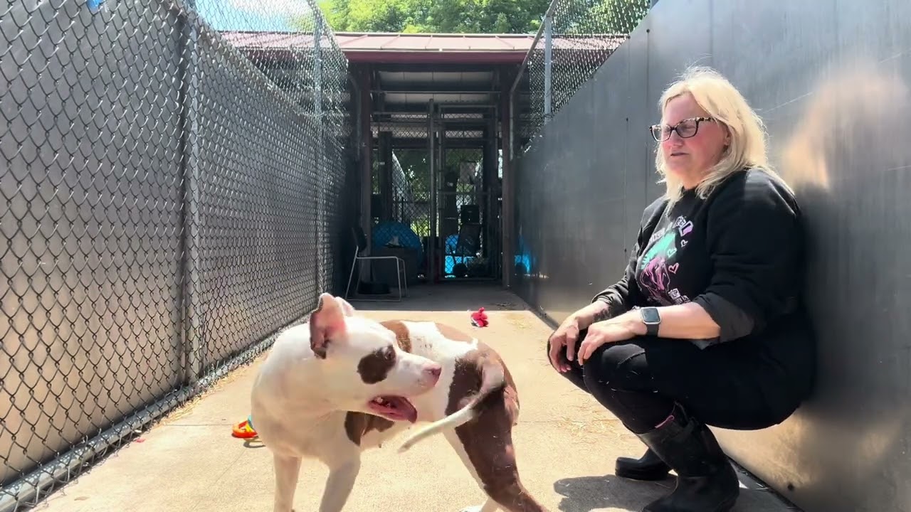 Enlarge India, a ADOPTABLE Pit Bull Terrier in Chicago, IL video 5/5