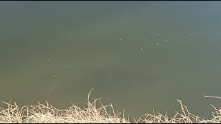 Live Big Catfish Feeding