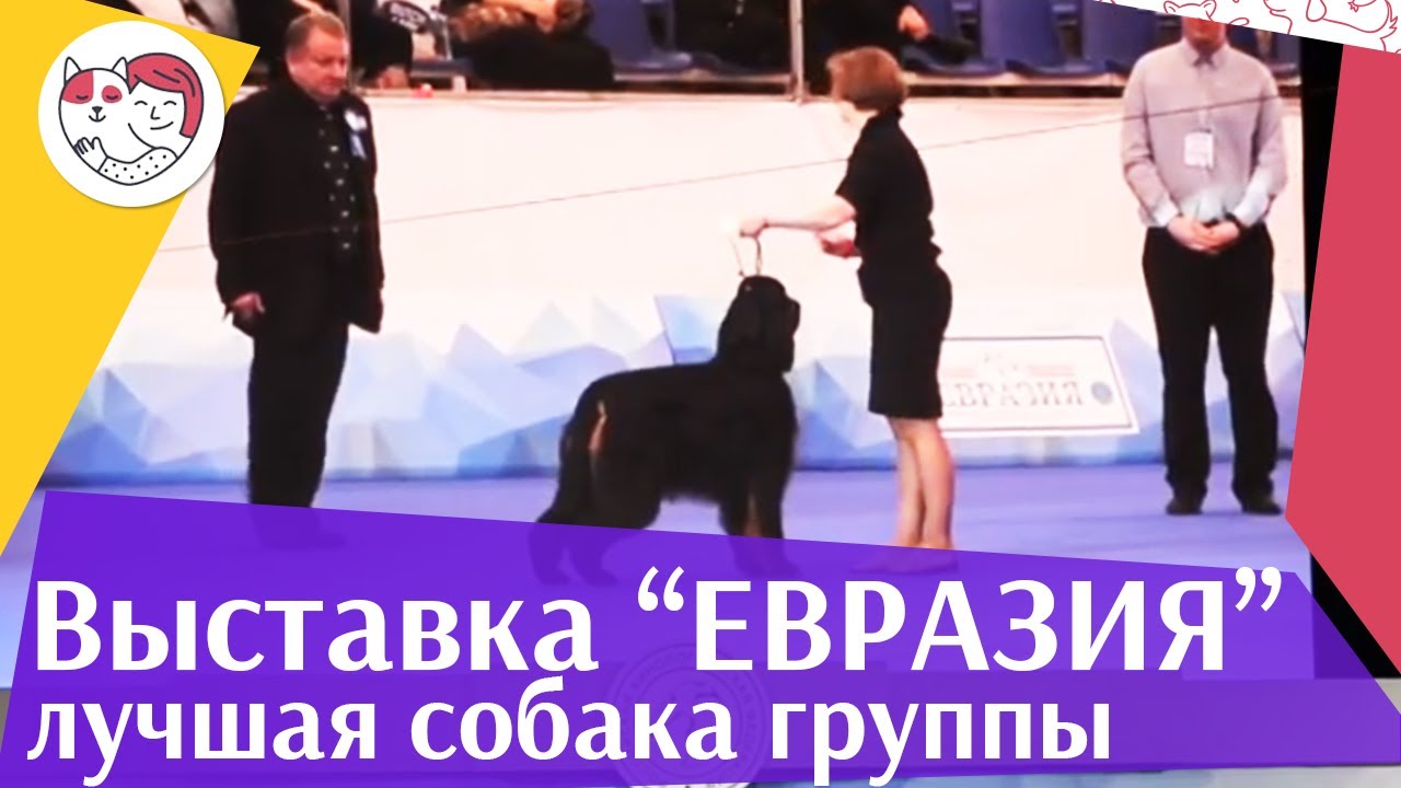 Лучшая собака 7 группы по классификации FCI 18 марта на Евразии 17 ilikepet