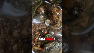 Cavalos criam água no deserto? A verdade surpreende!