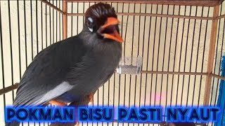 Download lagu POKSAY MANDARIN GACOR SUARA BERVARIASI FULL PANCINGAN  MASTERAN DAN PIKAT mp3