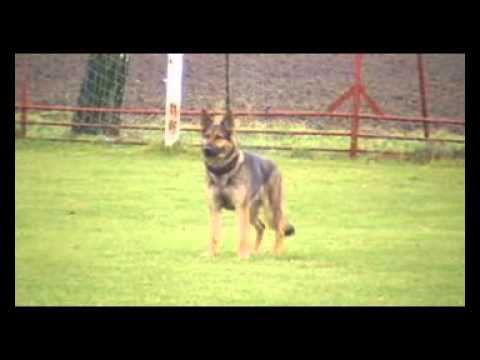 YANICA vom Haus Pixner - 22 months OBEDIENCE, Marek Černý, www.aykmar.cz