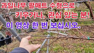 과일나무 팔매트 수형으로 키우고 있거나 앞으로 관심 있는 분! 이 영상 한 번 보십시오.(과수 재배, 과일나…