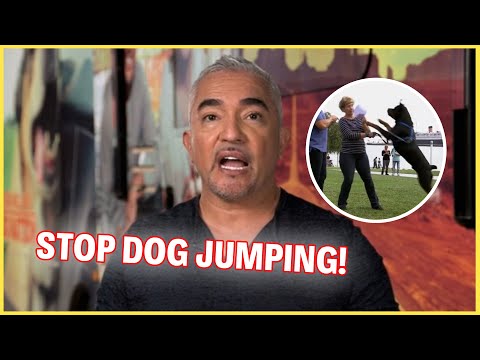 How To Stop Your Dog From Jumping | Dog Nation Episode 1 - Part 2