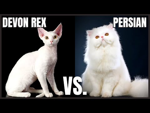 Devon Rex Cat VS. Persian Cat