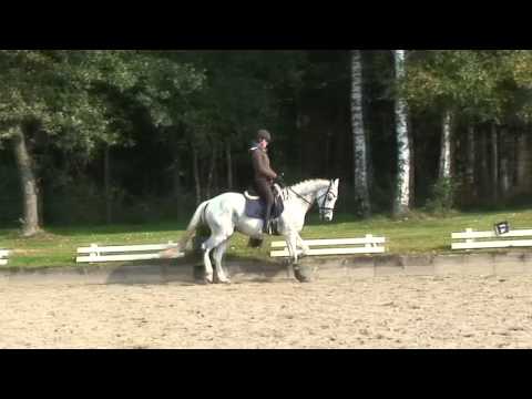 Holsteiner Wallach von Quantum geb. 2003