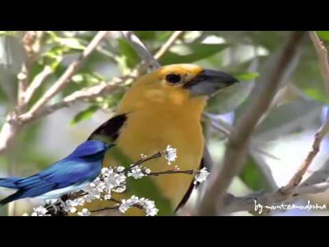 Nina Savu - Multe zile fericite