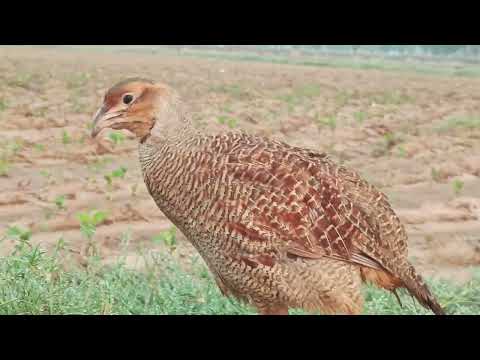 singal teetar voice, irani teetar ki awaz, titur awab