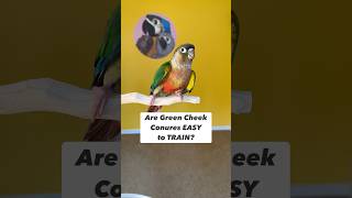 Are Green Cheek Conures EASY to TRAIN?