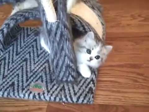 Kaerik RagaMuffin Kittens