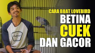 Download lagu SPECIAL LOVEBIRD BETINA - CARA BUAT LOVEBIRD BETINA CUEK DAN GACOR - BERSAMA MR BOWO GEMILANG ABADI mp3