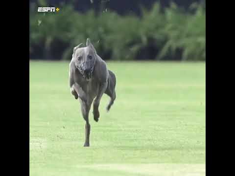 Winston was MOVIN' 😮