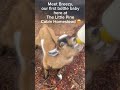 The 1st goat of the herd for dairy production in the future! #offgrid #babygoats #offgridliving - The little cabin under the pines  The 1st goat of the herd for dairy production in the future! #offgrid #babygoats #offgridliving