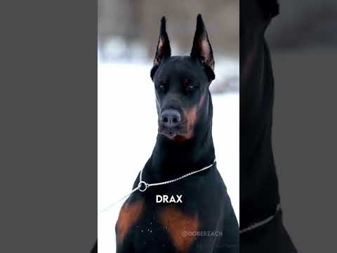 #doberman #lover ,#shots #ri