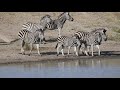 Zebra drinking water at a waterhole in the African Bush - Animals of Africa